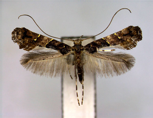 /filer/webapps/moths_gc/media/images/S/sapiivora_Caloptilia_PT_EIHU.jpg