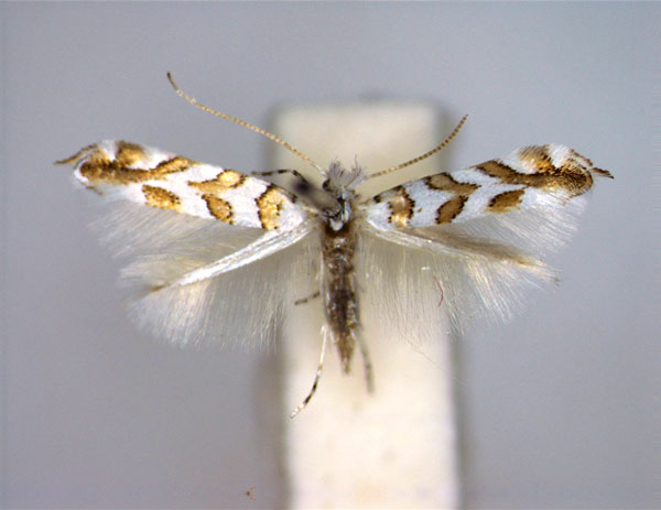 /filer/webapps/moths_gc/media/images/S/saportella_Phyllonorycter_2_A_EIHU.jpg