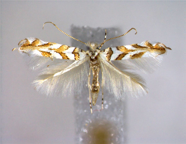 /filer/webapps/moths_gc/media/images/S/saportella_Phyllonorycter_A_EIHU.jpg