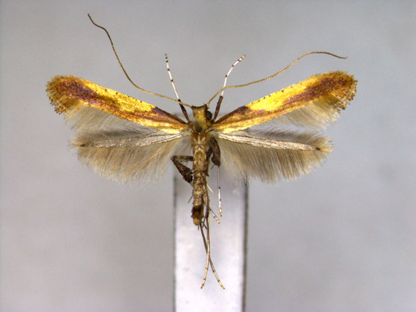/filer/webapps/moths_gc/media/images/S/sapporella_Caloptilia_A_EIHU.jpg