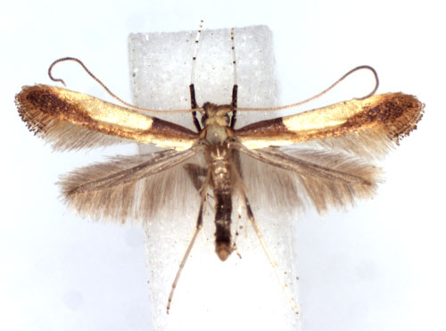 /filer/webapps/moths_gc/media/images/S/sapporella_Caloptilia_A_WJDP.jpg