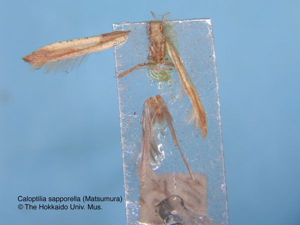 /filer/webapps/moths_gc/media/images/S/sapporella_Caloptilia_HT_EIHU.jpg