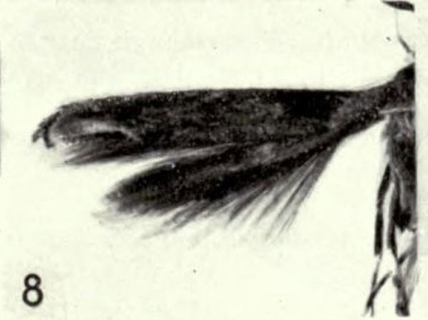 /filer/webapps/moths_gc/media/images/S/saturata_Liocrobyla_HT_BMNH.jpg