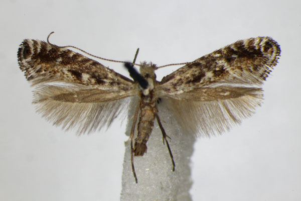 /filer/webapps/moths_gc/media/images/S/sauberiella_Parornix_A_ZSM.jpg