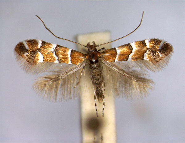 /filer/webapps/moths_gc/media/images/S/scabiosella_Phyllonorycter_A_EIHU.jpg