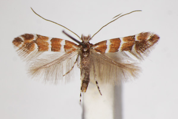 /filer/webapps/moths_gc/media/images/S/scabiosella_Phyllonorycter_A_ZSM_3.jpg