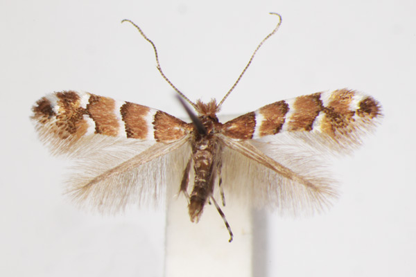 /filer/webapps/moths_gc/media/images/S/scabiosella_Phyllonorycter_A_ZSM_4.jpg
