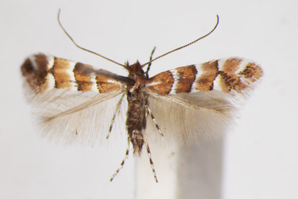 /filer/webapps/moths_gc/media/images/S/scabiosella_Phyllonorycter_A_ZSM_5.jpg