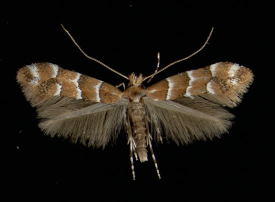 /filer/webapps/moths_gc/media/images/S/scabiosella_Phyllonorycter_A_Zirl17051964_MHNG.jpg