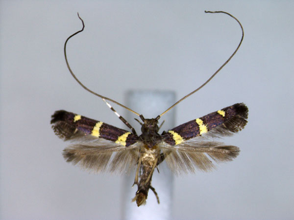 /filer/webapps/moths_gc/media/images/S/scaeodesma_Caloptilia_A_EIHU.jpg