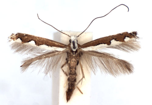 /filer/webapps/moths_gc/media/images/S/scalariella_Dialectica_A_WJDP.jpg