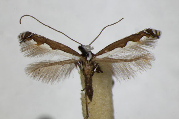 /filer/webapps/moths_gc/media/images/S/scalariella_Dialectica_A_ZSM.jpg