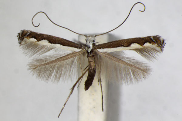 /filer/webapps/moths_gc/media/images/S/scalariella_Dialectica_A_ZSM_3.jpg