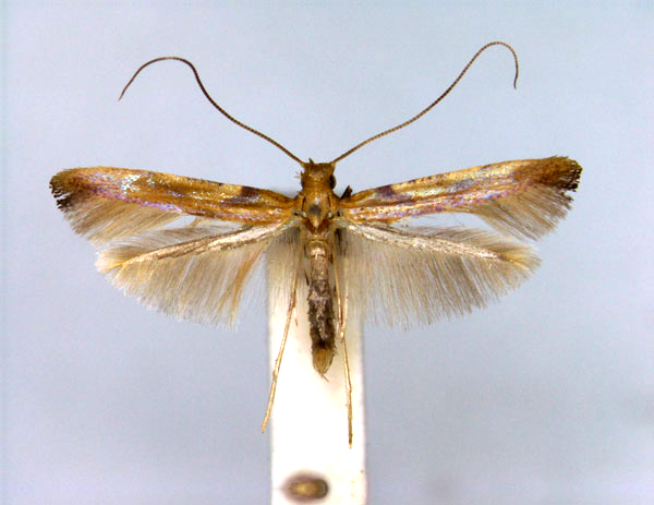 /filer/webapps/moths_gc/media/images/S/schinella_Caloptilia_A_EIHU.jpg