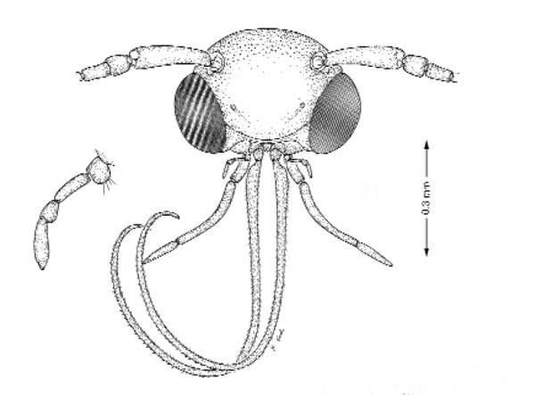 /filer/webapps/moths_gc/media/images/S/schinusae_Leurocephala_A_Davis et al_2011_75.jpg