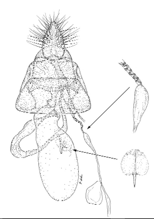/filer/webapps/moths_gc/media/images/S/schinusae_Leurocephala_GF_Davis et al_2011_77.jpg