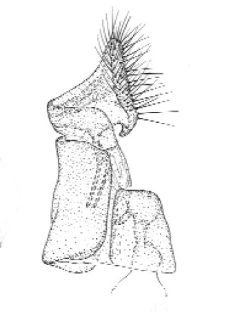 /filer/webapps/moths_gc/media/images/S/schinusae_Leurocephala_GF_Davis et al_2011_77_2.jpg