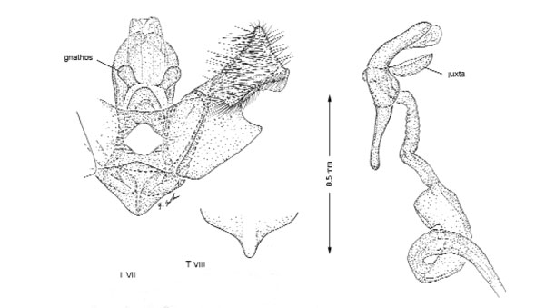 /filer/webapps/moths_gc/media/images/S/schinusae_Leurocephala_GM_Davis et al_2011_76.jpg
