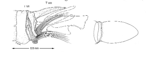 /filer/webapps/moths_gc/media/images/S/schinusae_Leurocephala_GM_Davis et al_2011_76_2.jpg