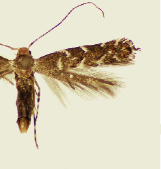 /filer/webapps/moths_gc/media/images/S/schinusae_Leurocephala_HT_Davis et al_2011_67.jpg