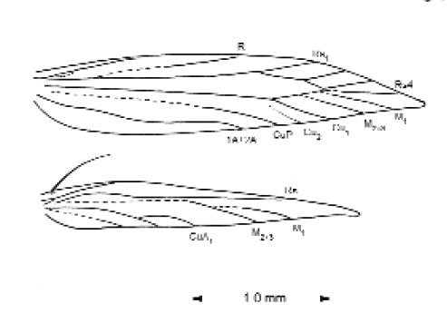 /filer/webapps/moths_gc/media/images/S/schinusae_Leurocephala_WV_Davis et al_2011_75.jpg