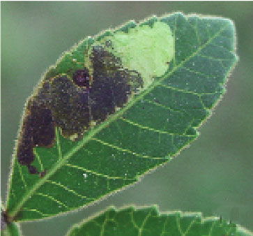 /filer/webapps/moths_gc/media/images/S/schinusae_Leurocephala_mine_Davis et al_2011_69_2.jpg