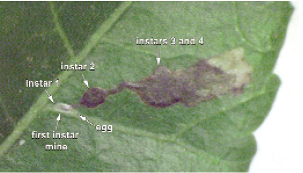 /filer/webapps/moths_gc/media/images/S/schinusae_Leurocephala_mine_Davis et al_2011_69_3.jpg