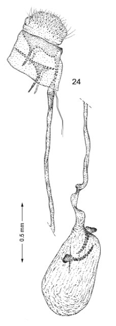 /filer/webapps/moths_gc/media/images/S/schinusifoliae_Caloptilia_GF_Davis et al_2011_70.jpg