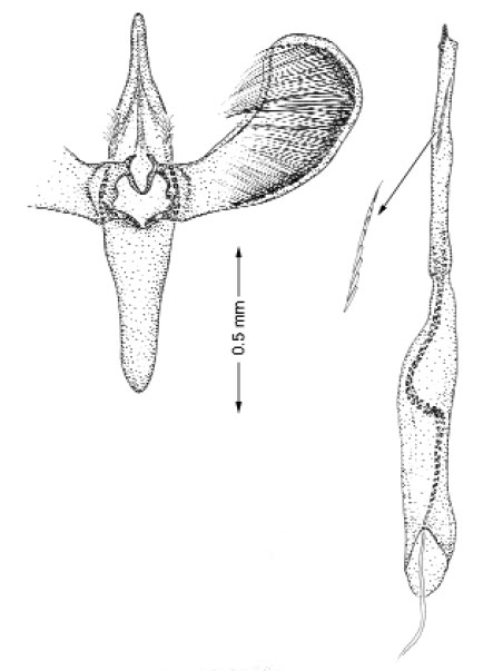 /filer/webapps/moths_gc/media/images/S/schinusifoliae_Caloptilia_GM_Davis et al_2011_70.jpg