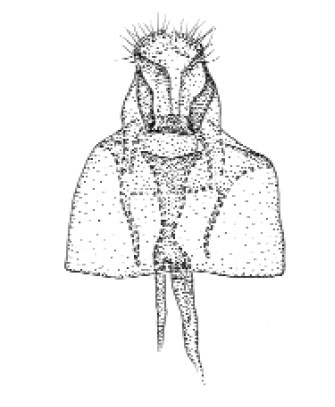 /filer/webapps/moths_gc/media/images/S/schinusifoliae_Caloptilia_GM_Davis et al_2011_70_2.jpg