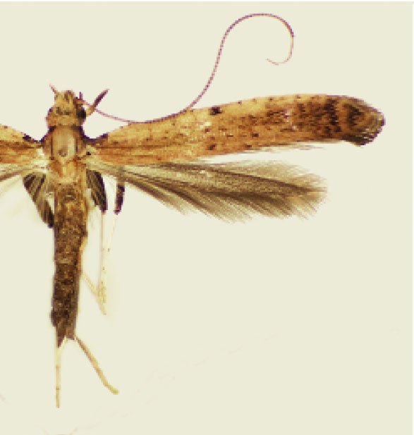 /filer/webapps/moths_gc/media/images/S/schinusifoliae_Caloptilia_PT_Davis et al_2011_67.jpg