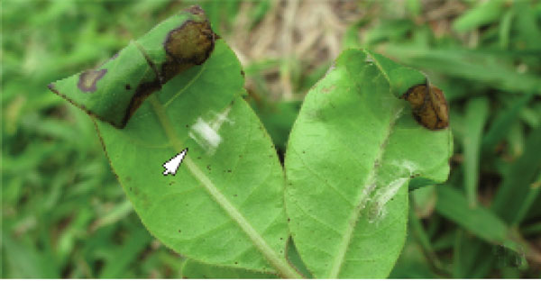 /filer/webapps/moths_gc/media/images/S/schinusifoliae_Caloptilia_cocoon_Davis et al_2011_68.jpg