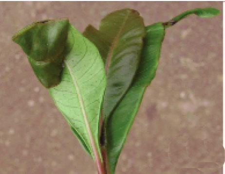 /filer/webapps/moths_gc/media/images/S/schinusifoliae_Caloptilia_larva_Davis et al_2011_68.jpg