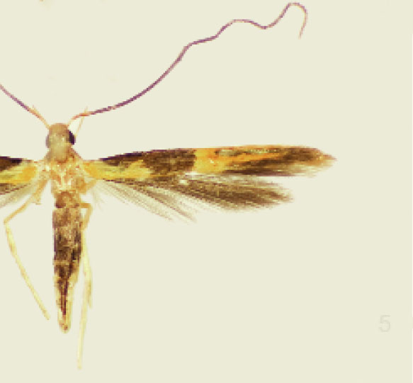 /filer/webapps/moths_gc/media/images/S/schinusivora_Eucosmophora_PT_Davis et al_2011_67.jpg
