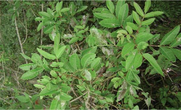 /filer/webapps/moths_gc/media/images/S/schinusivora_Eucosmophora_mine_Davis et al_2011_68.jpg