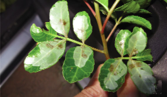 /filer/webapps/moths_gc/media/images/S/schinusivora_Eucosmophora_mine_Davis et al_2011_68_2.jpg