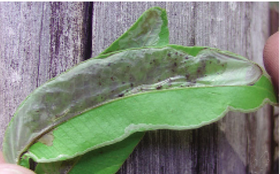 /filer/webapps/moths_gc/media/images/S/schinusivora_Eucosmophora_mine_Davis et al_2011_69.jpg
