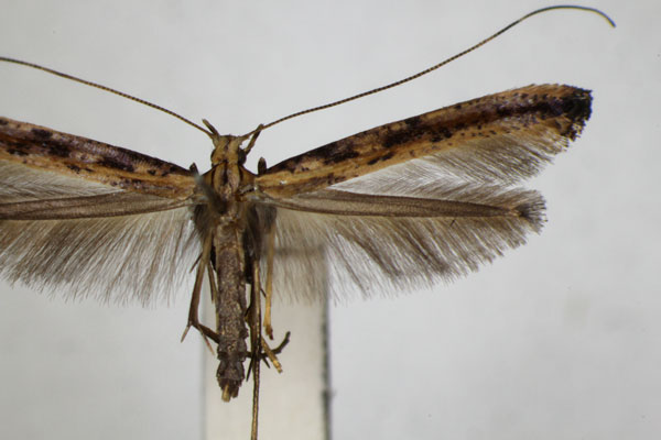 /filer/webapps/moths_gc/media/images/S/schisandrae_Caloptilia_A_ZSM.jpg