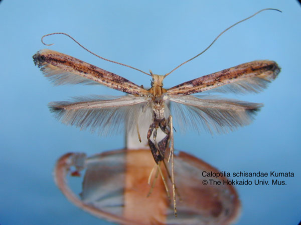 /filer/webapps/moths_gc/media/images/S/schisandrae_Caloptilia_HT_EIHU.jpg