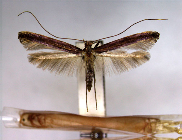 /filer/webapps/moths_gc/media/images/S/schisandrae_Caloptilia_PT_2_EIHU.jpg