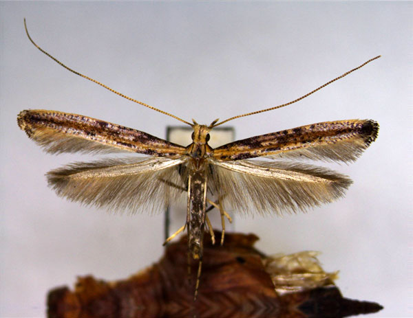 /filer/webapps/moths_gc/media/images/S/schisandrae_Caloptilia_PT_EIHU.jpg