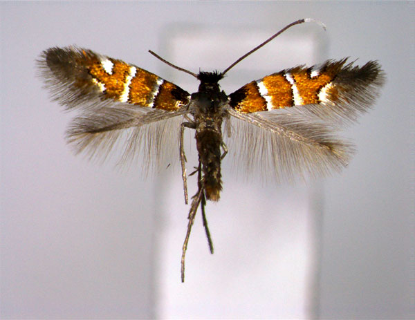 /filer/webapps/moths_gc/media/images/S/schreberella_Phyllonorycter_A_EIHU.jpg