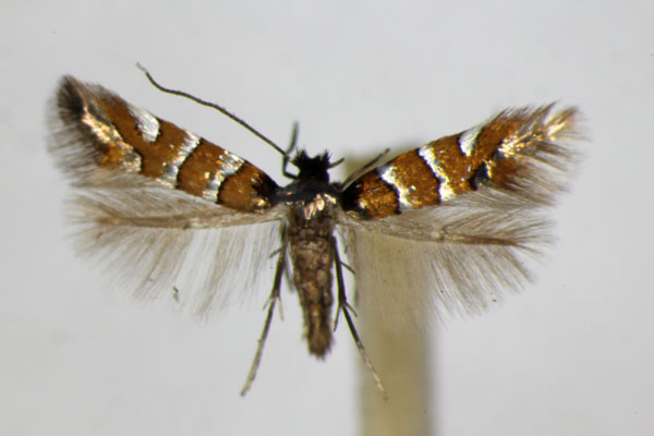/filer/webapps/moths_gc/media/images/S/schreberella_Phyllonorycter_A_ZSM.jpg