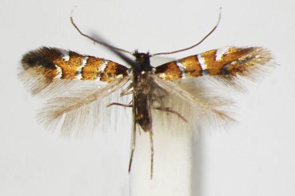 /filer/webapps/moths_gc/media/images/S/schreberella_Phyllonorycter_A_ZSM_3.jpg