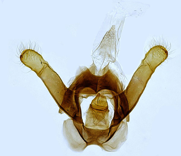 /filer/webapps/moths_gc/media/images/S/schreberella_Phyllonorycter_GM_Hall.jpg
