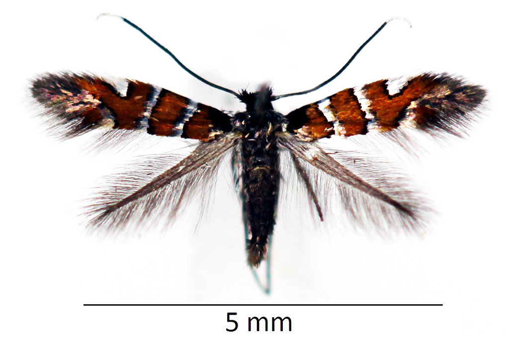 /filer/webapps/moths_gc/media/images/S/schreberella_Phyllonorycter_female_WDP.jpg
