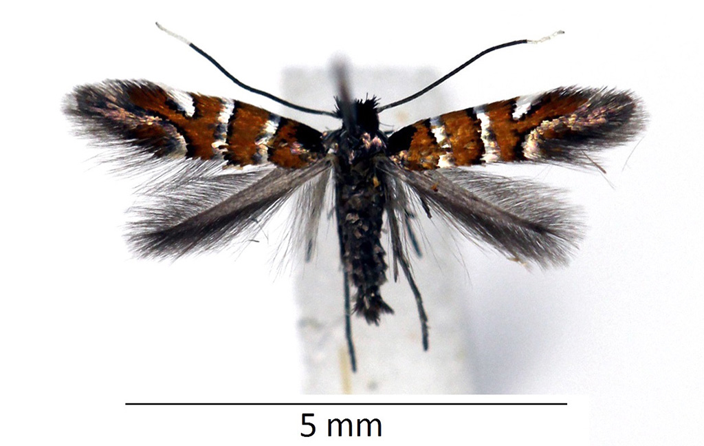 /filer/webapps/moths_gc/media/images/S/schreberella_Phyllonorycter_male_WDP1.jpg