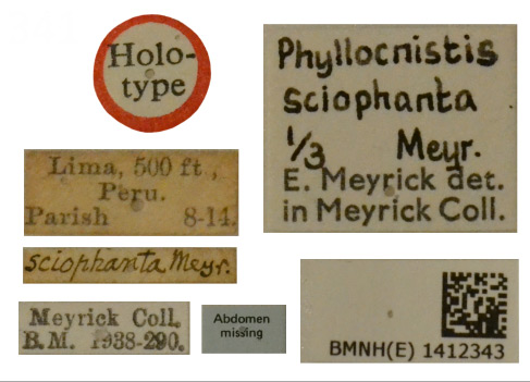 /filer/webapps/moths_gc/media/images/S/sciophanta_Phyllocnistis_HT_BMNH_Labels.jpg