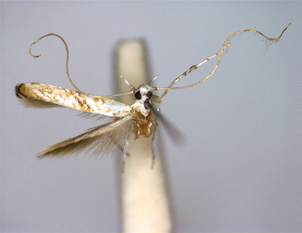 /filer/webapps/moths_gc/media/images/S/scioplintha_Phrixosceles_A_EIHU.jpg