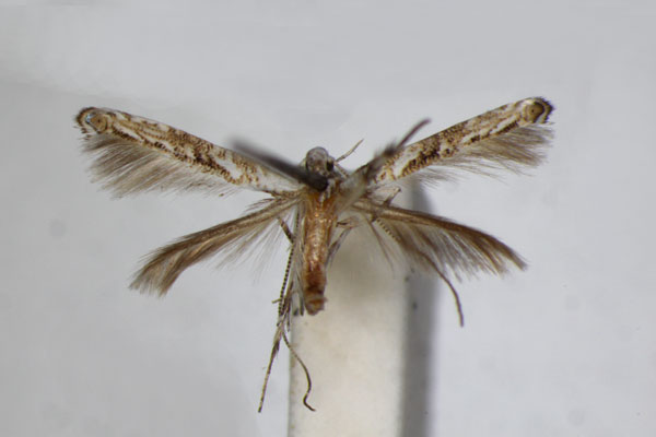 /filer/webapps/moths_gc/media/images/S/scioplintha_Phrixosceles_A_ZSM.jpg